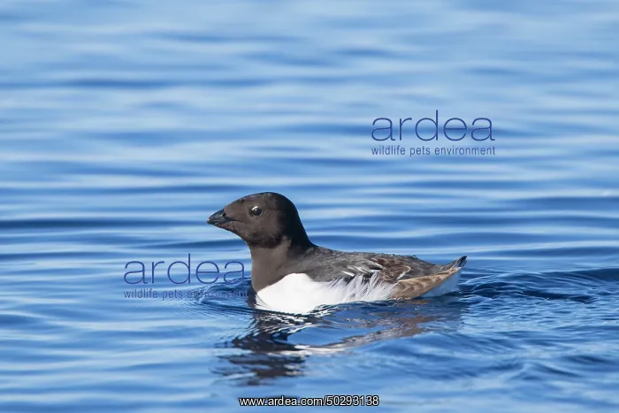 : Little Auk : Little Auk