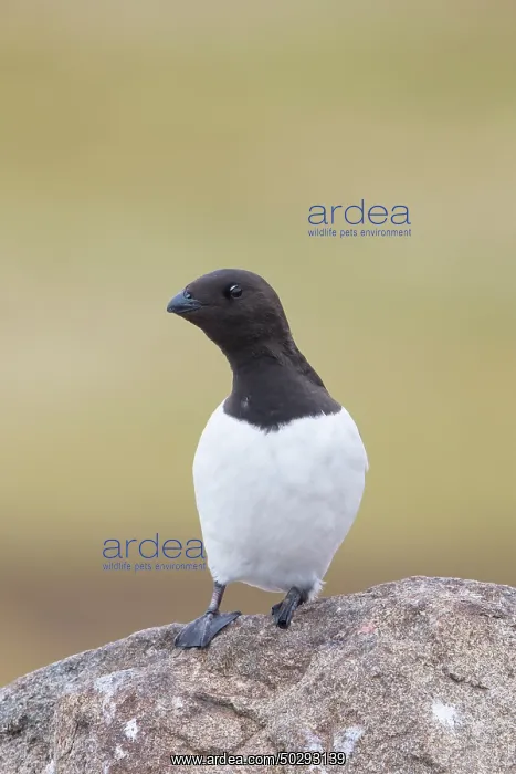 : Little Auk : Little Auk