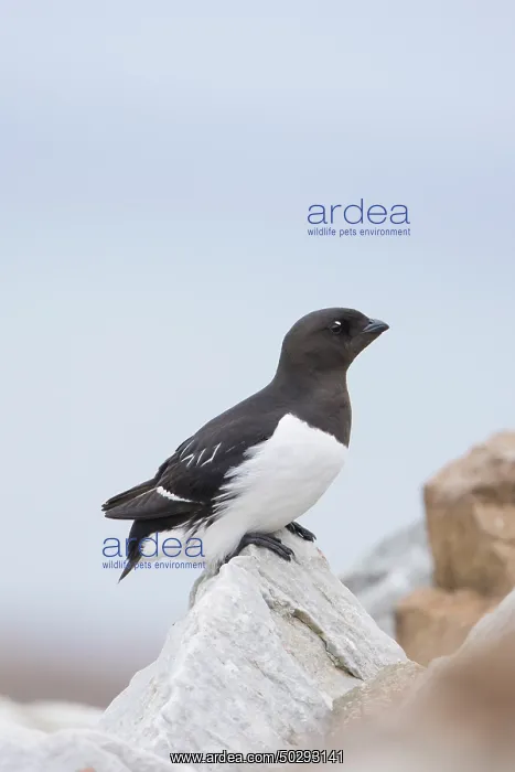 : Little Auk : Little Auk