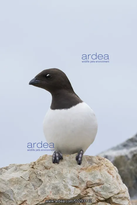 : Little Auk : Little Auk