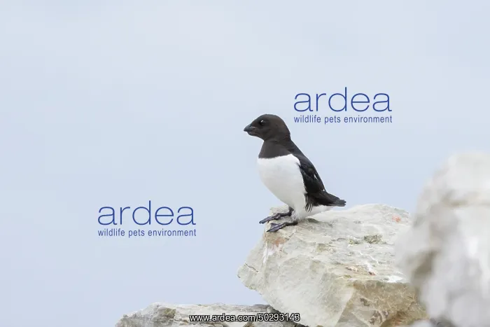 : Little Auk : Little Auk