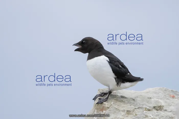 : Little Auk : Little Auk