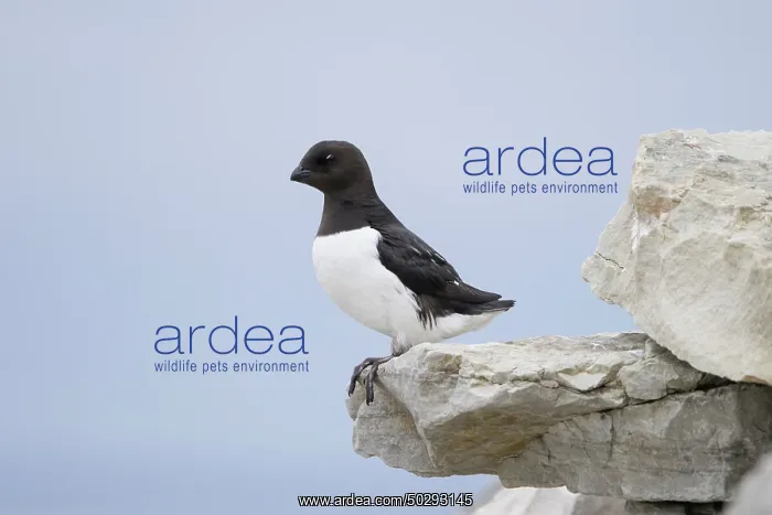 : Little Auk : Little Auk