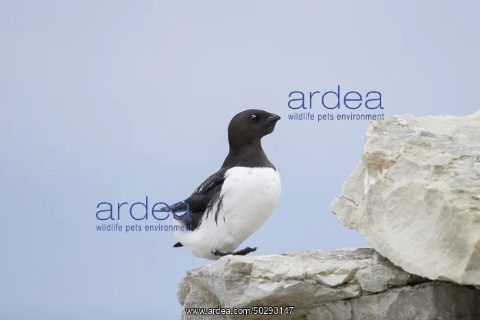 : Little Auk : Little Auk