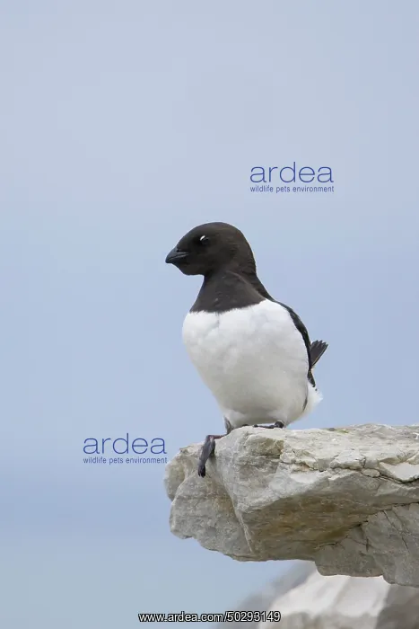 : Little Auk : Little Auk