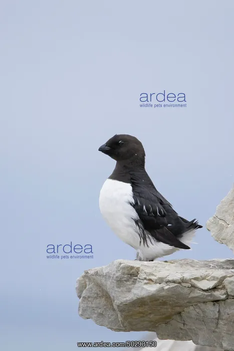 : Little Auk : Little Auk