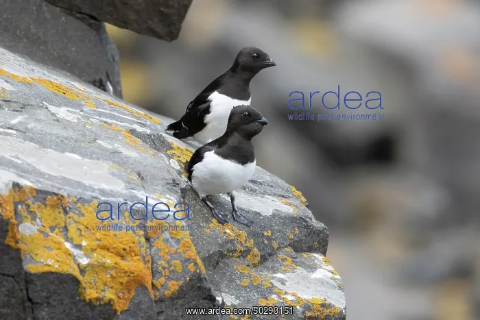 : Little Auk : Little Auk