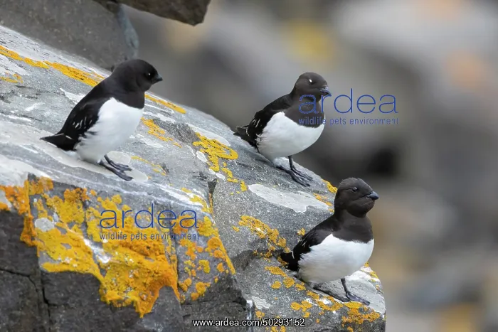 : Little Auk : Little Auk