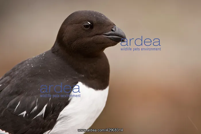 : Little Auk - Close up of head : Little Auk - Close up of head