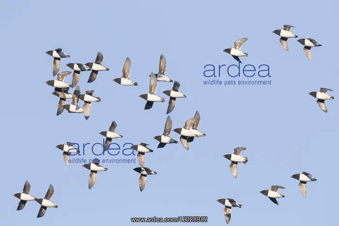 : Little Auk / Dovekie - flock in flight - Svalbard, Norway : Little Auk / Dovekie - flock in flight - Svalbard, Norway