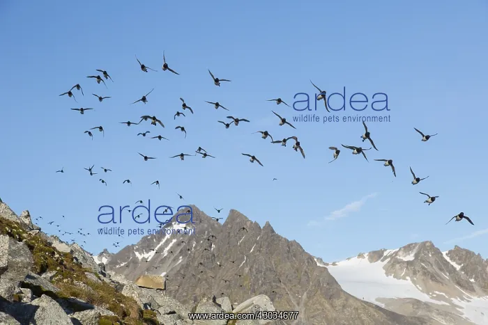  : Little Auk  /  Dovekie - flock in flight - Svalbard, Norway