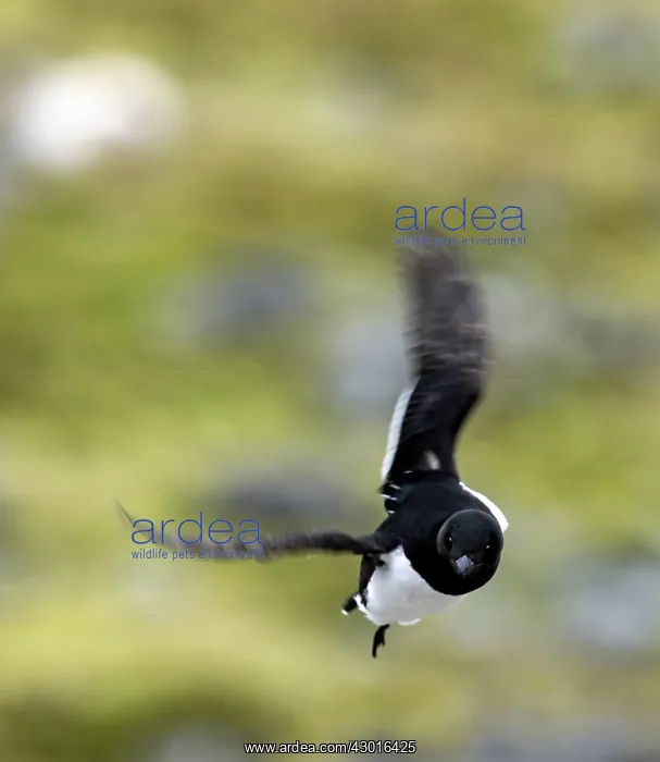  : Little Auk in flight