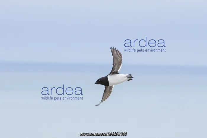 : Little Auk flight : Little Auk flight