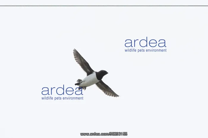 : Little Auk flight : Little Auk flight