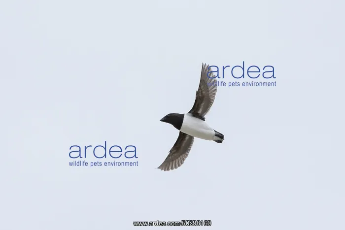 : Little Auk flight : Little Auk flight