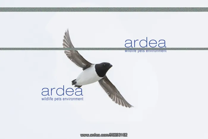 : Little Auk flight : Little Auk flight