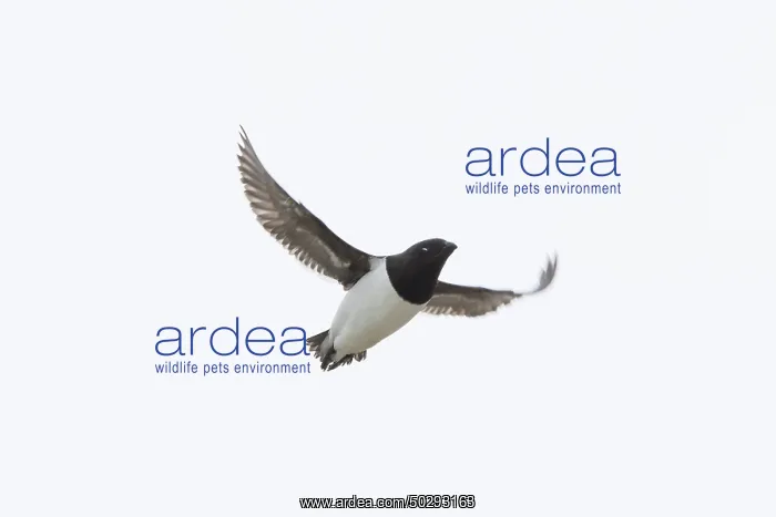 : Little Auk flight : Little Auk flight