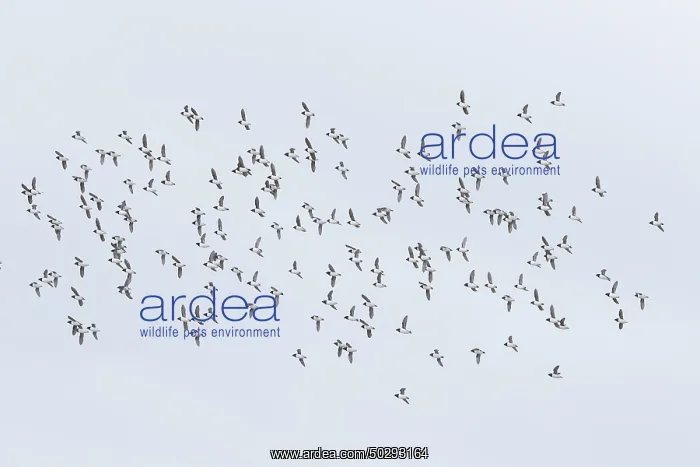 : Little Auk flock : Little Auk flock