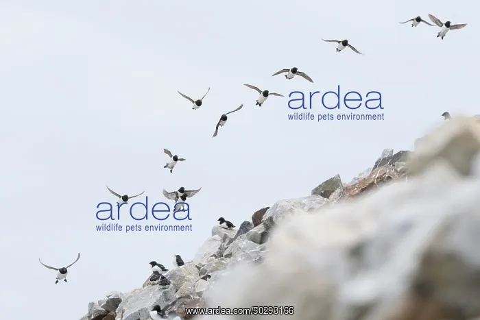 : Little Auk flock : Little Auk flock