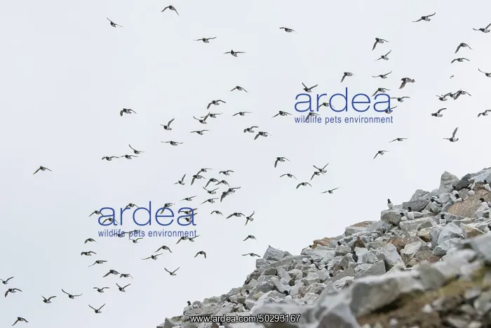 : Little Auk flock : Little Auk flock