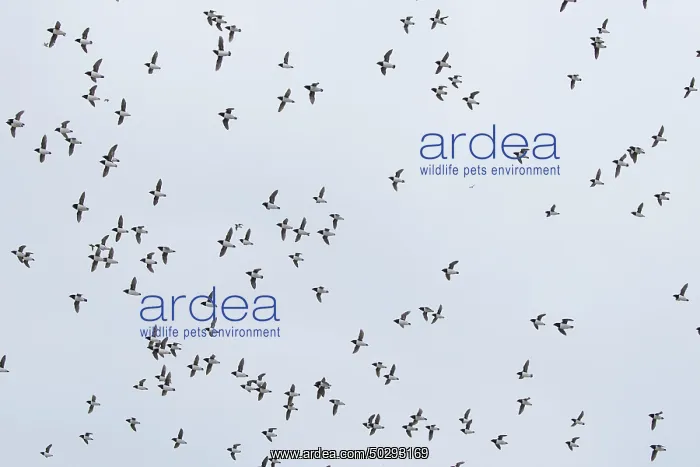 : Little Auk flock : Little Auk flock
