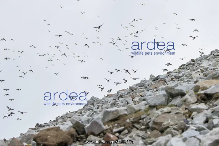: Little Auk flock : Little Auk flock