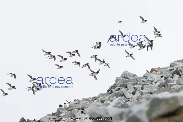 : Little Auk flock : Little Auk flock