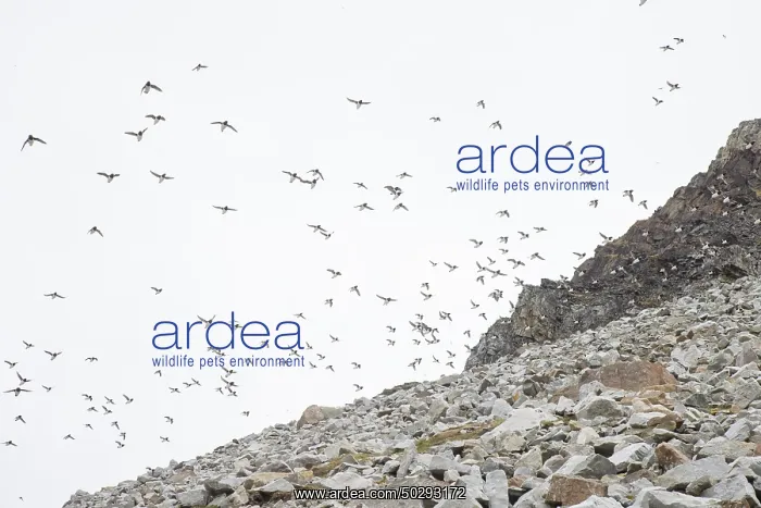 : Little Auk flock : Little Auk flock