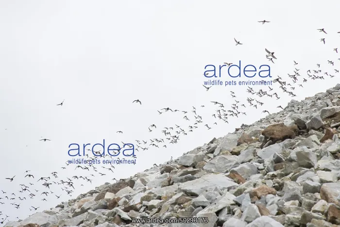 : Little Auk flock : Little Auk flock