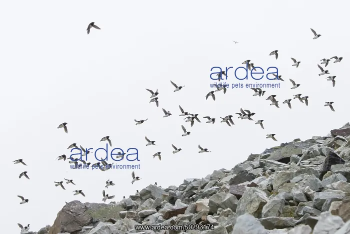 : Little Auk flock : Little Auk flock