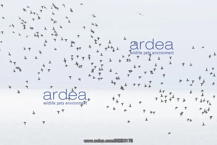 : Little Auk flock : Little Auk flock
