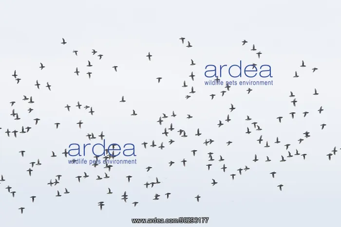 : Little Auk flock : Little Auk flock
