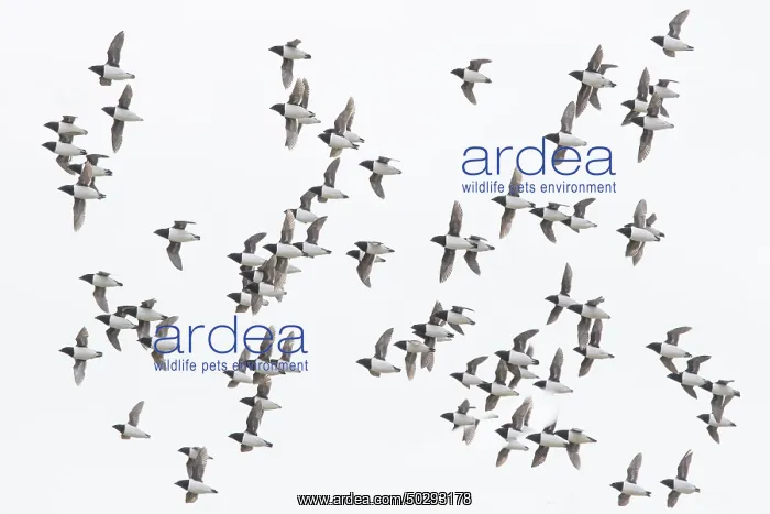 : Little Auk flock : Little Auk flock