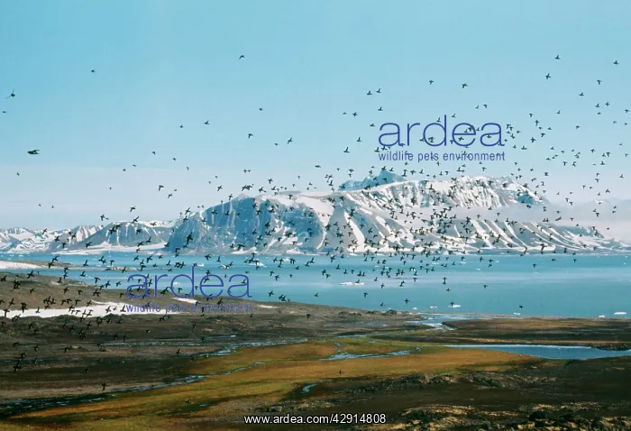 : LITTLE AUK - Flock in flight : LITTLE AUK - Flock in flight
