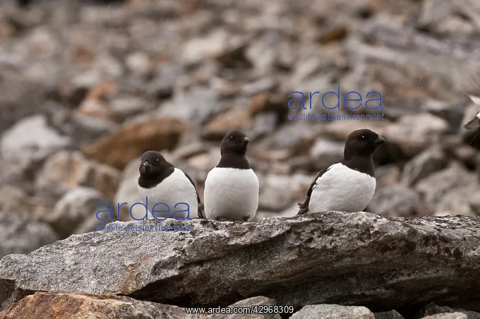 : Little Auk - Group on rock - in breeding area : Little Auk - Group on rock - in breeding area