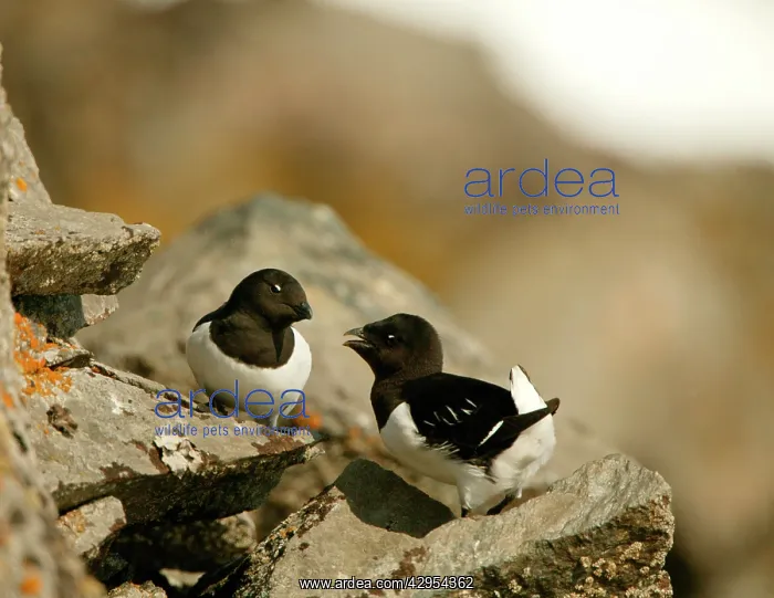 : Little Auk - Pair standing on the rocks displaying : Little Auk - Pair standing on the rocks displaying