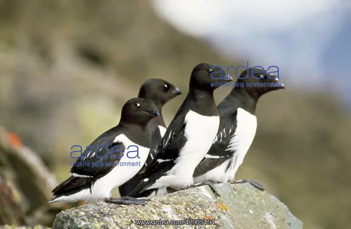 : Little AUK - four perched on rock : Little AUK - four perched on rock