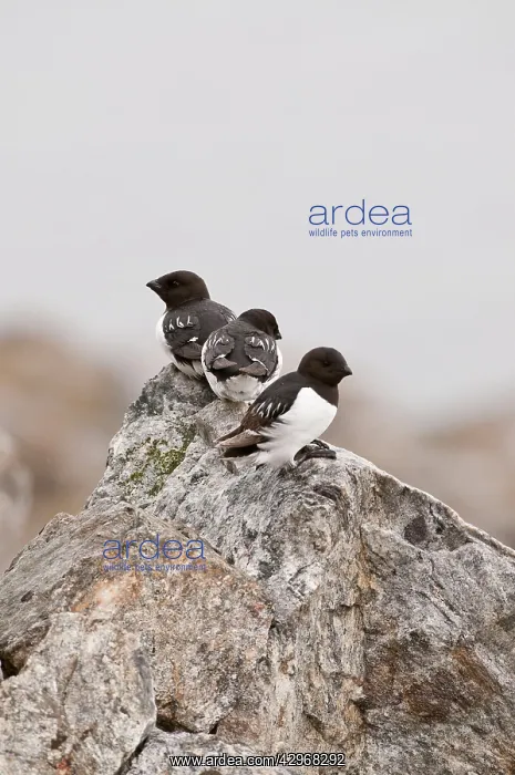 : Little Auk - Three perched on rock : Little Auk - Three perched on rock
