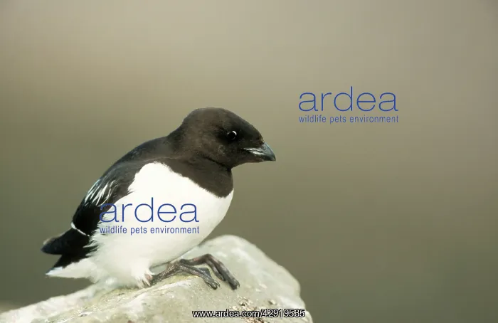 : Little AUK - on rock : Little AUK - on rock