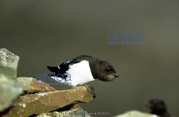  : Little AUK - on rock