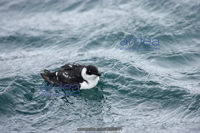 : Little Auk - At Sea in Winter : Little Auk - At Sea in Winter