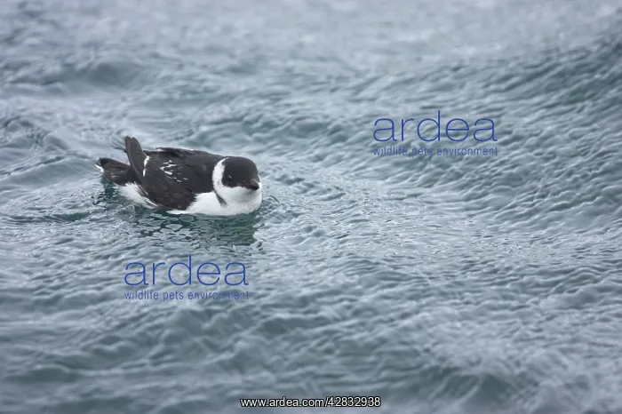 : Little Auk - At Sea in Winter : Little Auk - At Sea in Winter