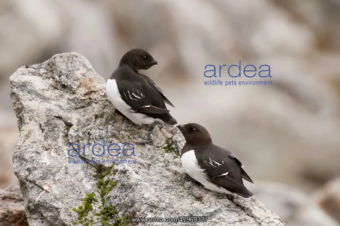 : Little Auk - Two sitting on rock : Little Auk - Two sitting on rock