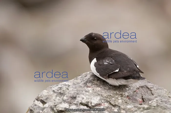 : Little Auk - Sitting on rock - in breeding area : Little Auk - Sitting on rock - in breeding area