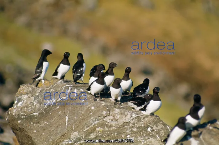  : Little Auks