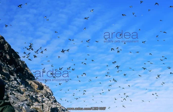 : Little Auks : Little Auks