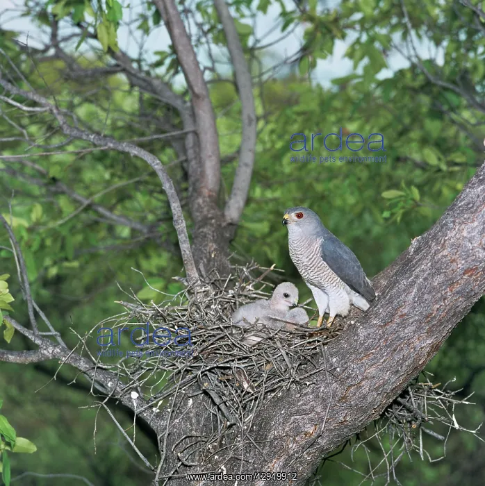 : Little Banded Goshawk / Shrikra - adult with chick at nest : Little Banded Goshawk / Shrikra - adult with chick at nest