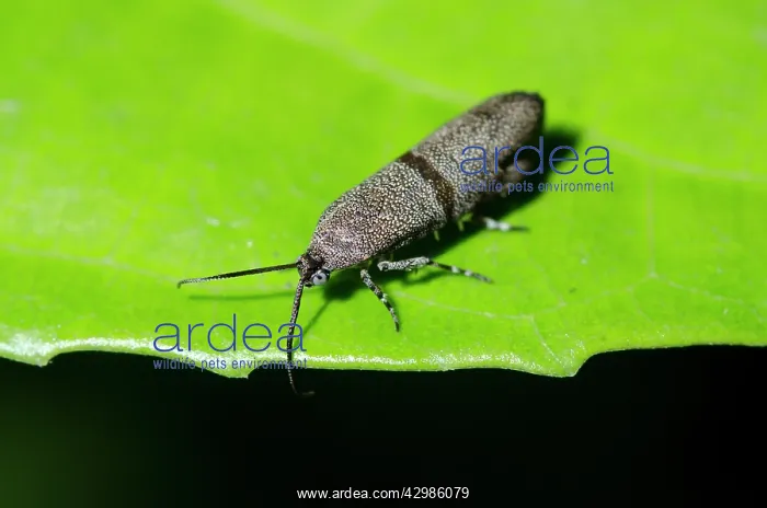 : Little Bear Moth on leaf - Klungkung, Bali, Indonesia : Little Bear Moth on leaf - Klungkung, Bali, Indonesia
