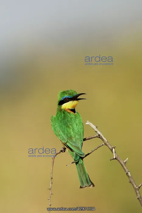 : Little Bee-Eater : Little Bee-Eater