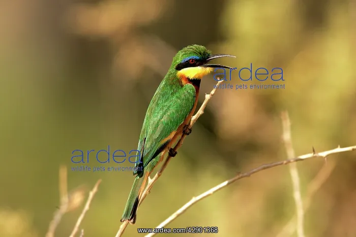 : Little Bee-Eater : Little Bee-Eater
